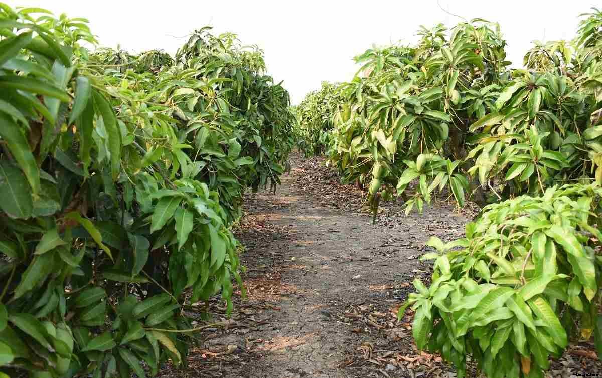 High Density Mango and Ultra High Density Plantation Per Acre, Yield In India