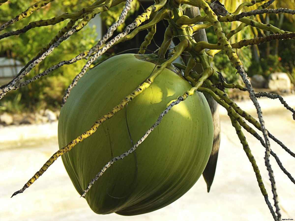 Growing Dwarf Coconut Trees – A Complete Guide