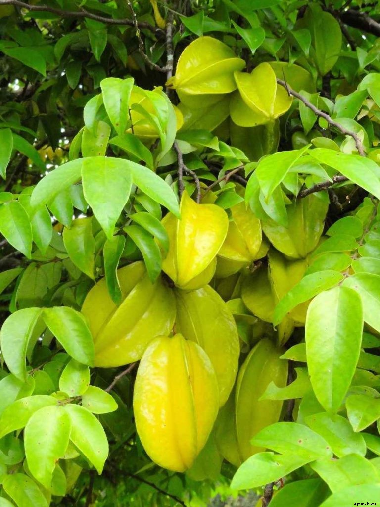 Growing Star Fruit In Backyard – Containers