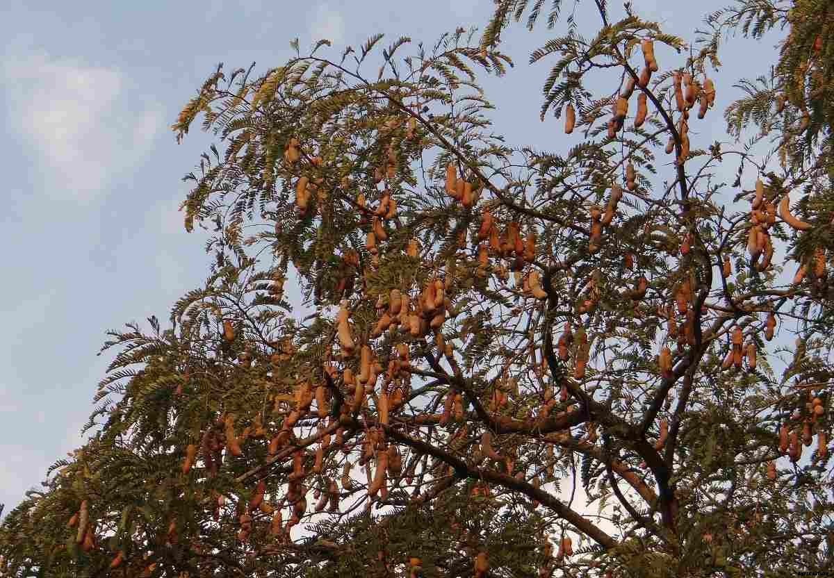 Organic Tamarind Production -Cultivation, Farming In India