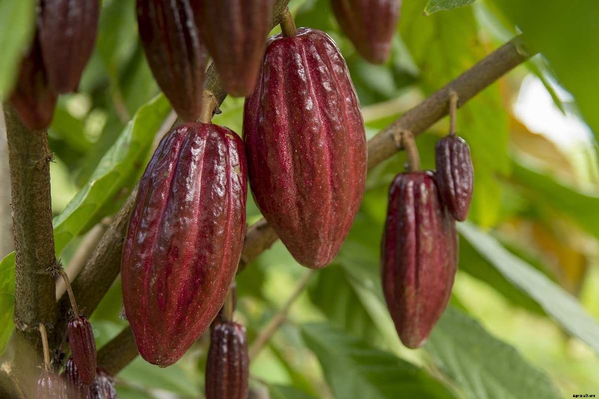 Organic Cocoa Production – Farming, Cultivation, Plantation