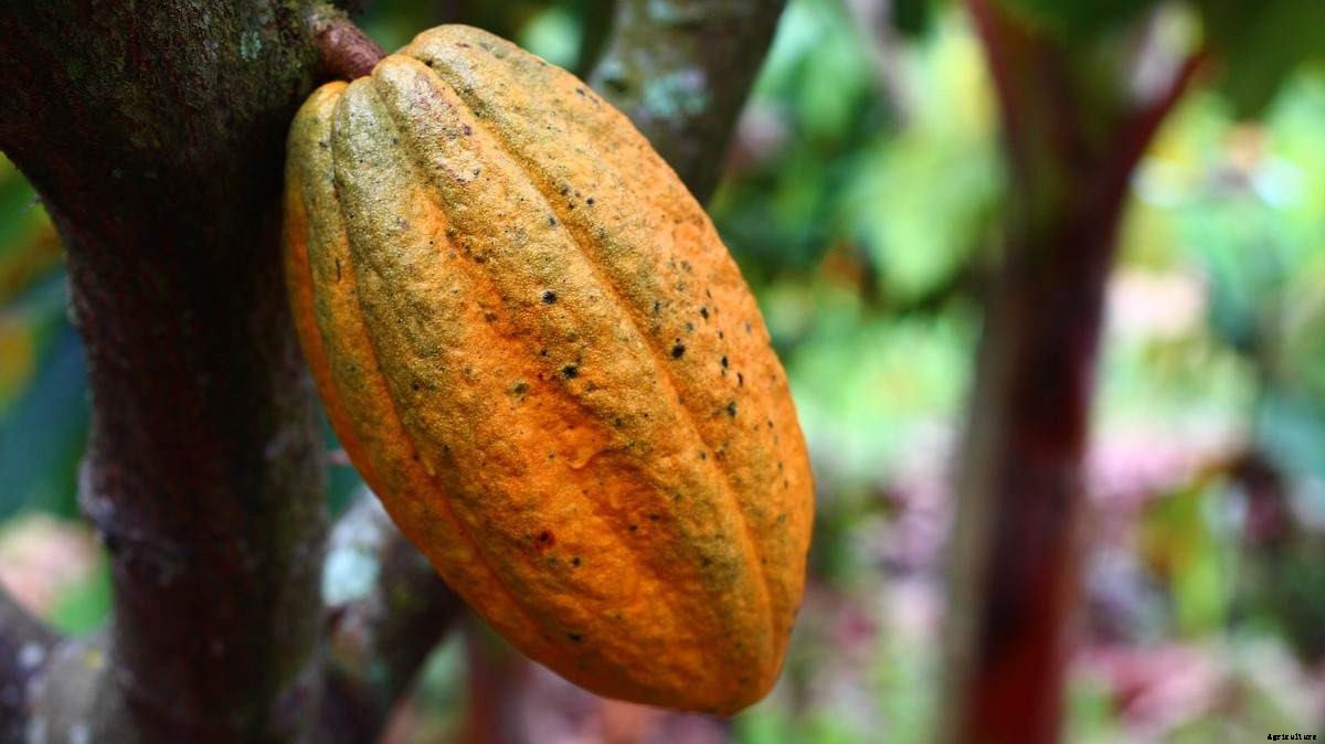 Organic Cocoa Production – Farming, Cultivation, Plantation
