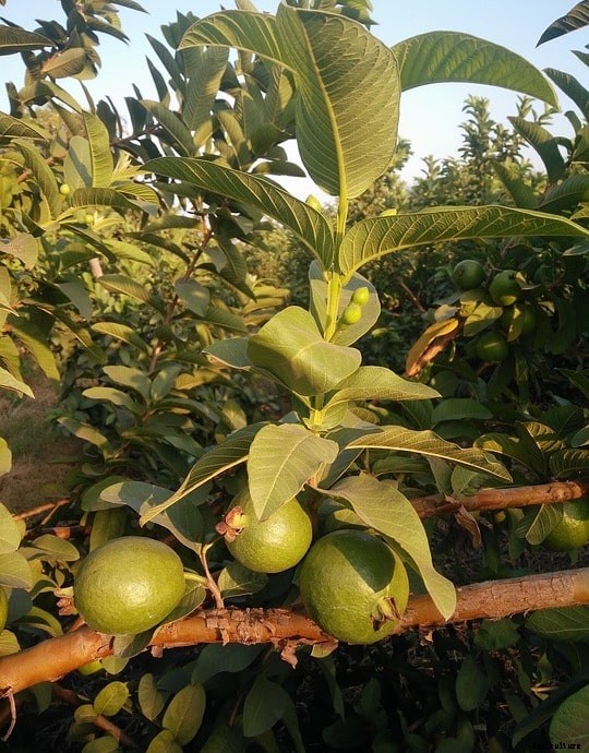 Guava Grafting Methods; Pruning Methods; Training