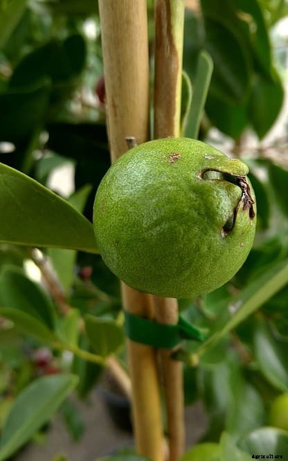 Guava Grafting Methods; Pruning Methods; Training