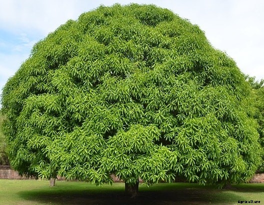 Mango Tree Grafting; Training; Pruning Techniques