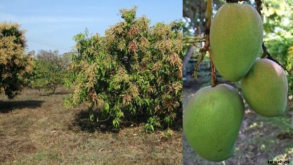 Mango Tree Grafting; Training; Pruning Techniques