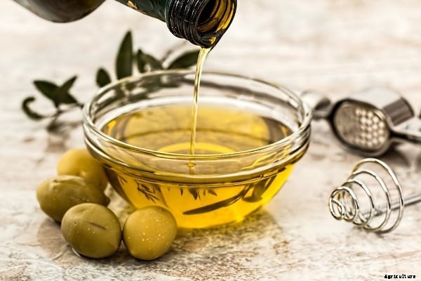 Olive Oil Extraction Methods, Process, Steps