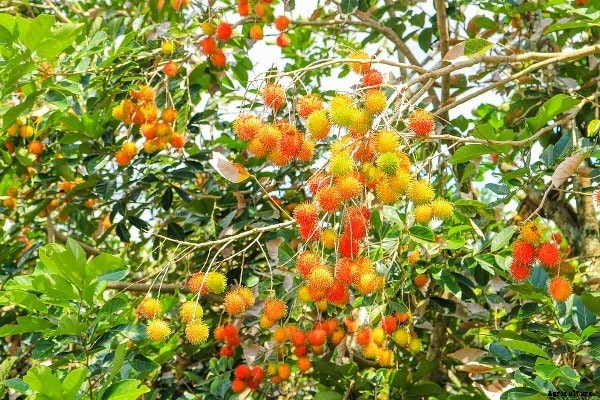 How To Grow Rambutan Fruits – A Complete Guide