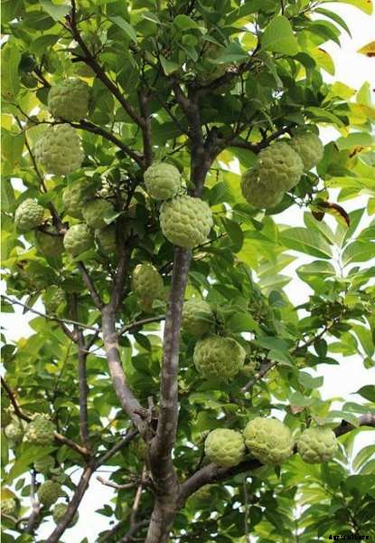 Custard Apple Farming Project Report (Sitaphal), Profits