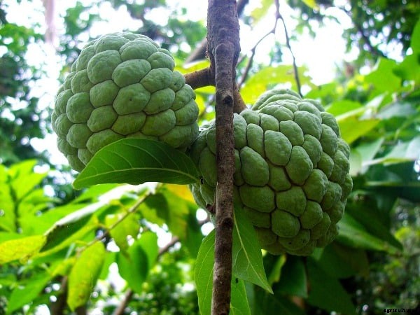 Custard Apple Farming Project Report (Sitaphal), Profits