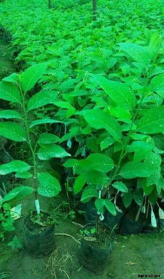 Custard Apple Farming Project Report (Sitaphal), Profits