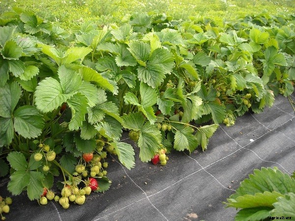 Strawberry Farming Project Report, Cost, Profit Guide