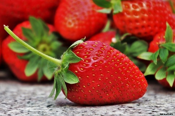 Strawberry Farming Project Report, Cost, Profit Guide