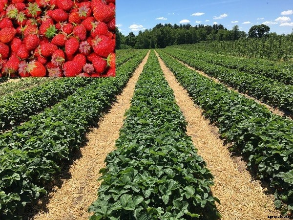 Strawberry Farming Project Report, Cost, Profit Guide