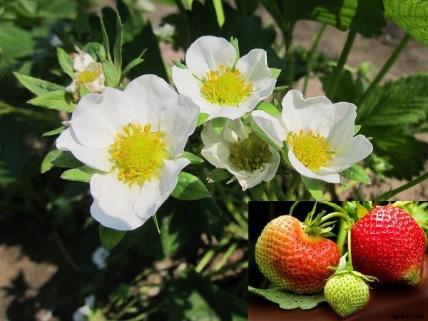 Strawberry Farming Project Report, Cost, Profit Guide