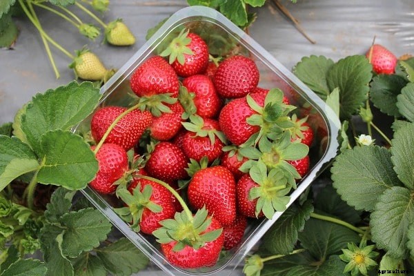Strawberry Farming Project Report, Cost, Profit Guide