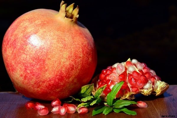 Pomegranate Farming Project Report, Cost, Profit Analysis