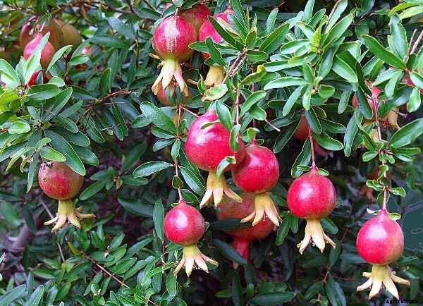 Pomegranate Farming Project Report, Cost, Profit Analysis
