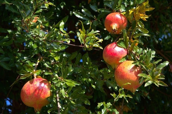 Pomegranate Farming Project Report, Cost, Profit Analysis