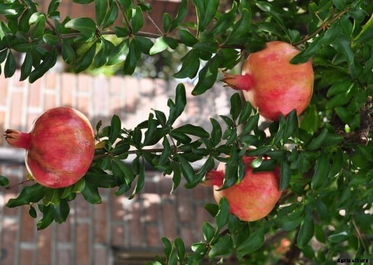 Pomegranate Farming Project Report, Cost, Profit Analysis