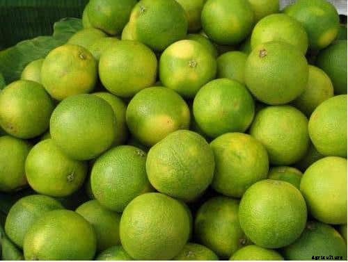 Mosambi Cultivation, Cost and Profits