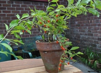 Growing Goji Berries – A Beginners Guide