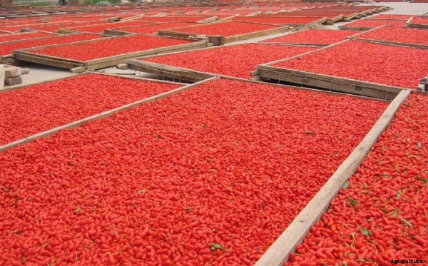 Growing Goji Berries – A Beginners Guide