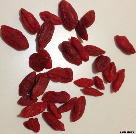 Growing Goji Berries – A Beginners Guide