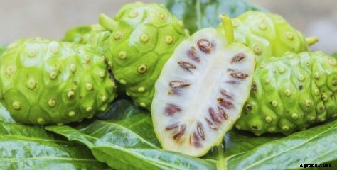 Noni Fruit Cultivation – A Beginners Guide