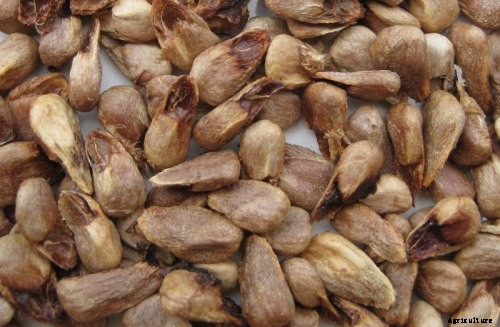 Noni Fruit Cultivation – A Beginners Guide