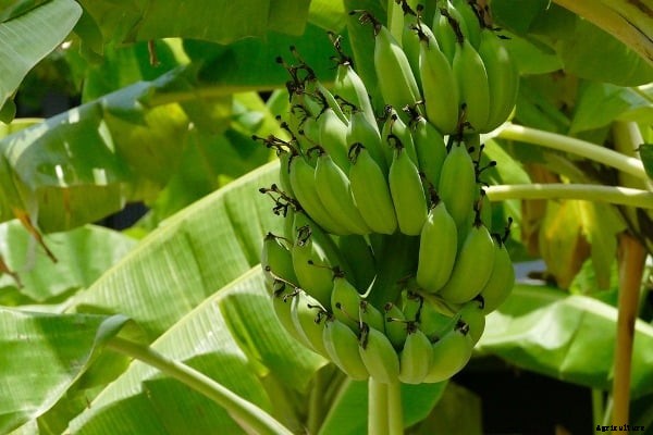 Banana Tissue Culture Information Guide For Beginners