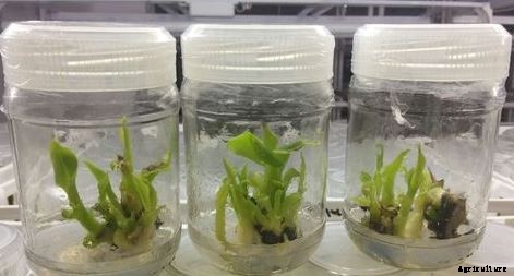 Banana Tissue Culture Information Guide For Beginners