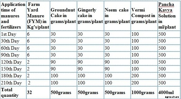 Banana Tissue Culture Information Guide For Beginners