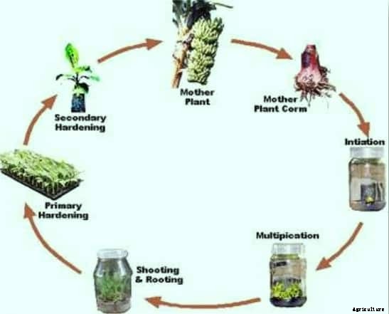 Banana Tissue Culture Information Guide For Beginners