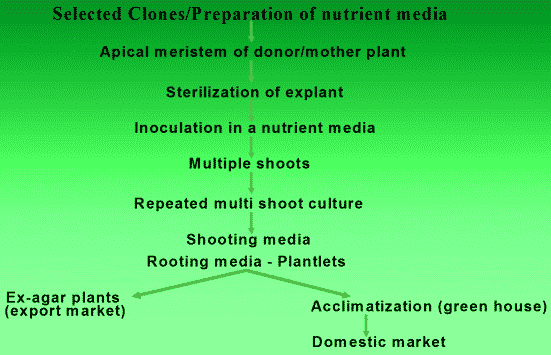 Banana Tissue Culture Information Guide For Beginners