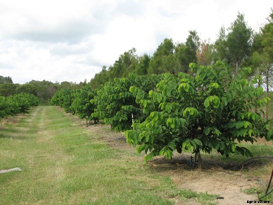 Custard Apple Farming (Sitaphal), Planting, Care