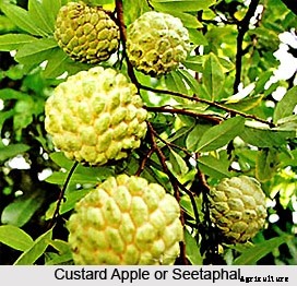 Custard Apple Farming (Sitaphal), Planting, Care