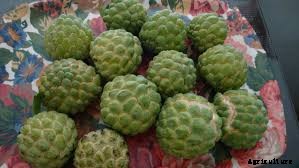 Custard Apple Farming (Sitaphal), Planting, Care