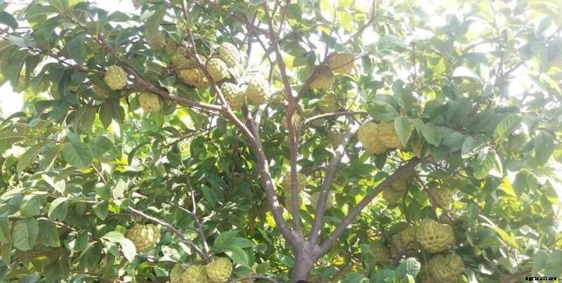 Custard Apple Farming (Sitaphal), Planting, Care