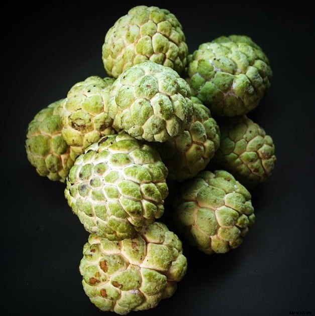 Custard Apple Farming (Sitaphal), Planting, Care