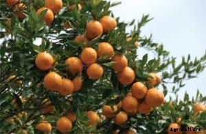 Orange Farming, Planting, Growing, Care, Harvesting