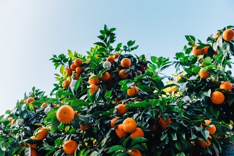 Orange Farming, Planting, Growing, Care, Harvesting