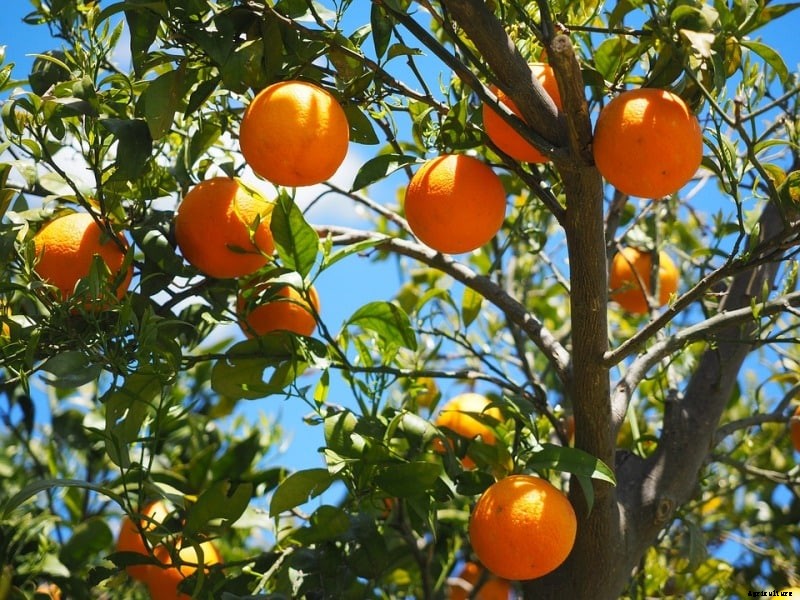 Orange Farming, Planting, Growing, Care, Harvesting