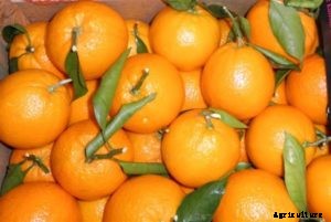 Orange Farming, Planting, Growing, Care, Harvesting