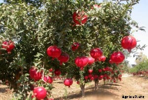 Pomegranate Farming, Planting, Care, Harvesting