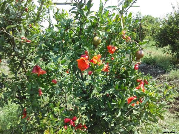 Pomegranate Farming, Planting, Care, Harvesting