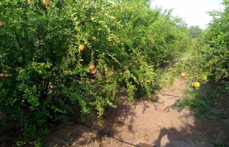 Pomegranate Farming, Planting, Care, Harvesting
