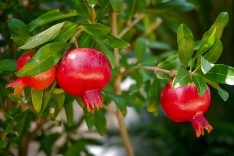Pomegranate Farming, Planting, Care, Harvesting