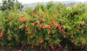 Pomegranate Farming, Planting, Care, Harvesting