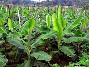 Banana Farming; Planting; Care; Harvesting Guide
